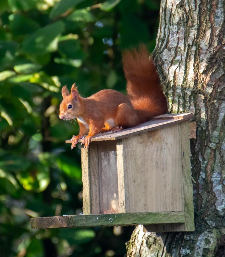 Red Squirrel Holiday Home In The Countryside, 10 Mins To Lligwy Beach Llandyfrydog Zewnętrze zdjęcie